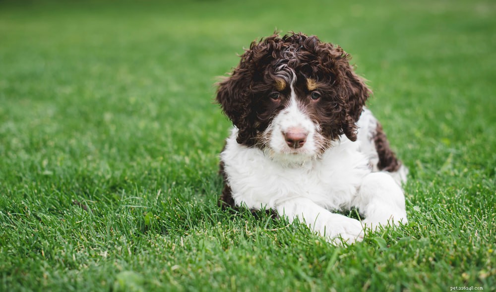 Bernedoodle: The Perfect Family Companion