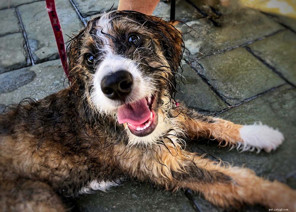 Bernedoodle: The Perfect Family Companion