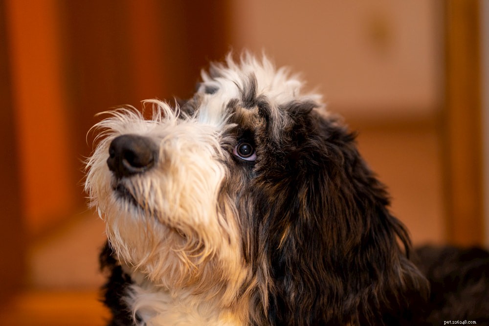 Bernedoodle: The Perfect Family Companion