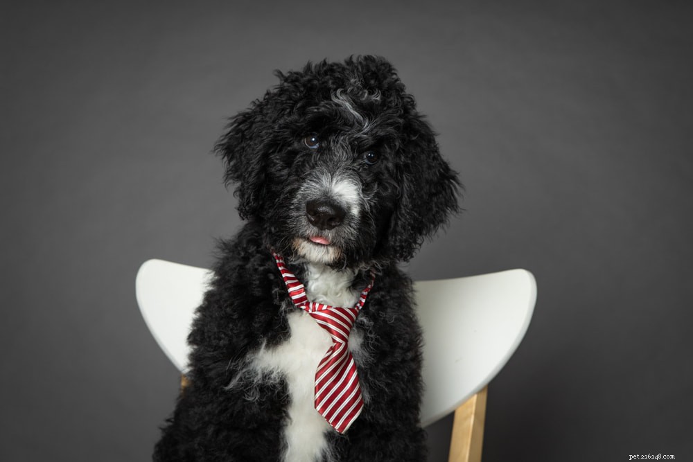 Bernedoodle: The Perfect Family Companion