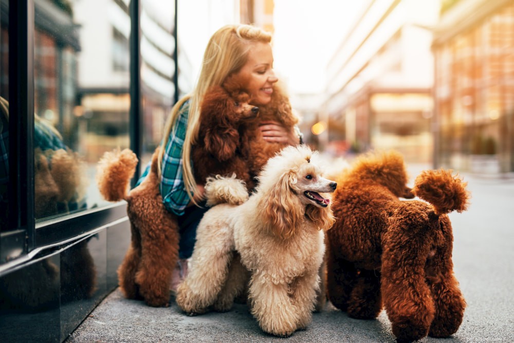 Poodle: Athletic, Elegant, and Ideal for Active Families