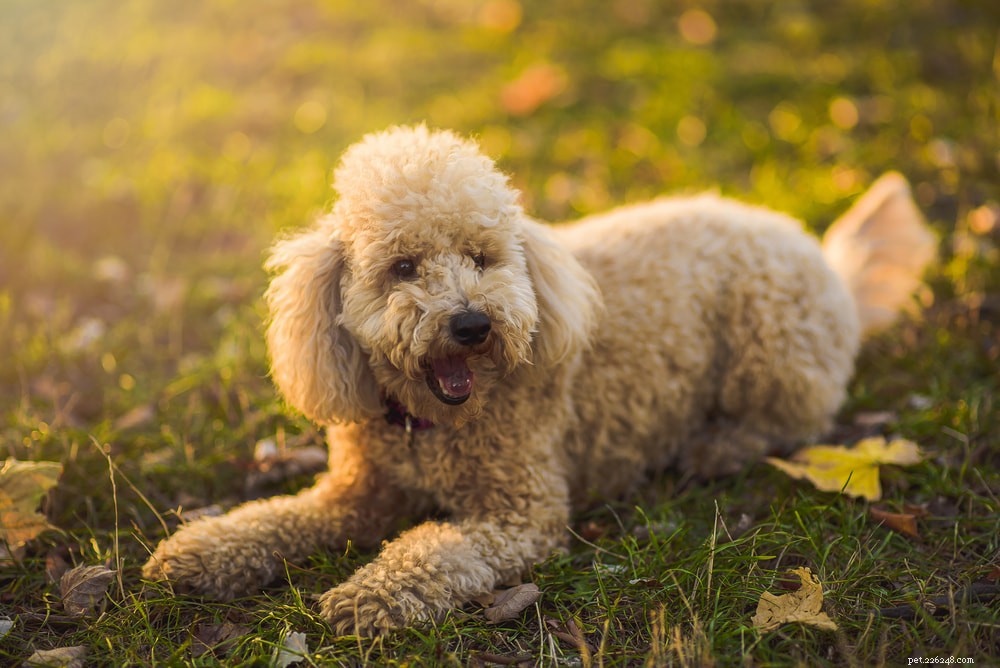 Poodle: Athletic, Elegant, and Ideal for Active Families