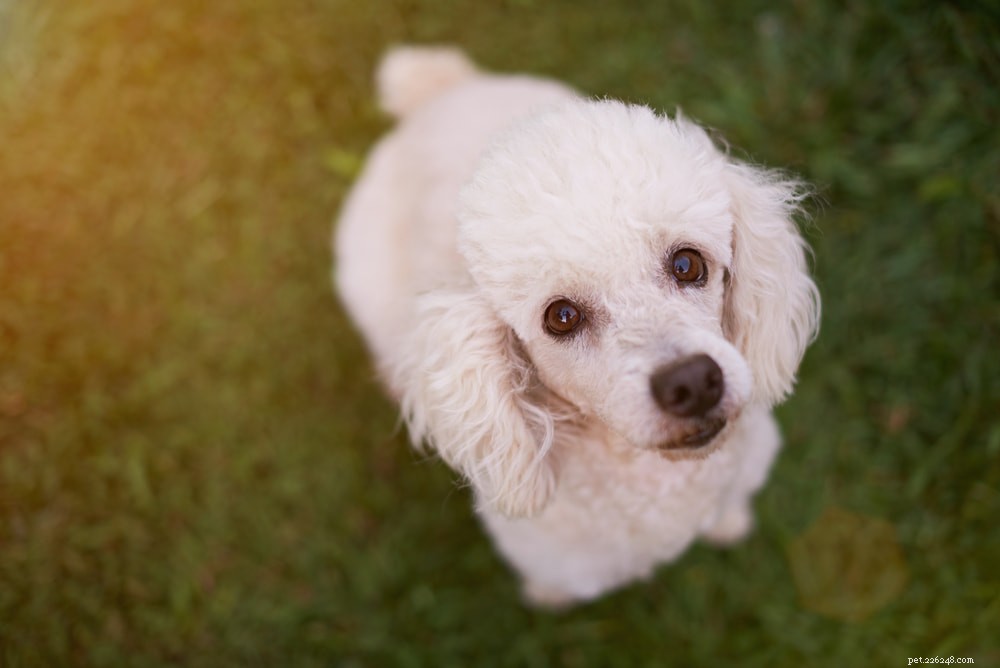 Poodle: Athletic, Elegant, and Ideal for Active Families