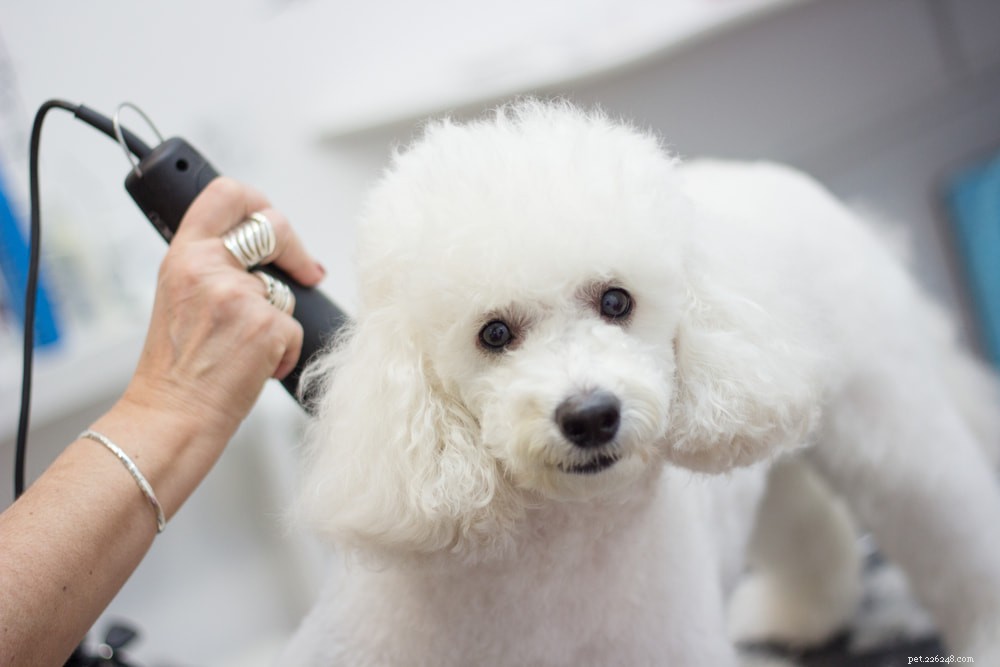 Poodle: Athletic, Elegant, and Ideal for Active Families