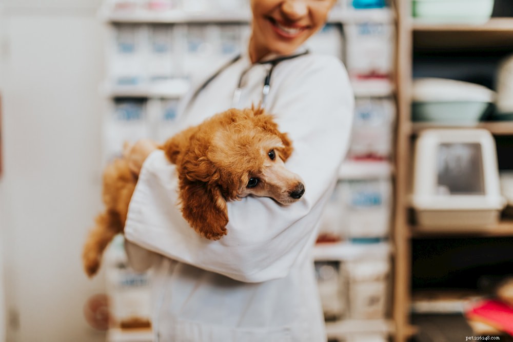 Poodle: Athletic, Elegant, and Ideal for Active Families