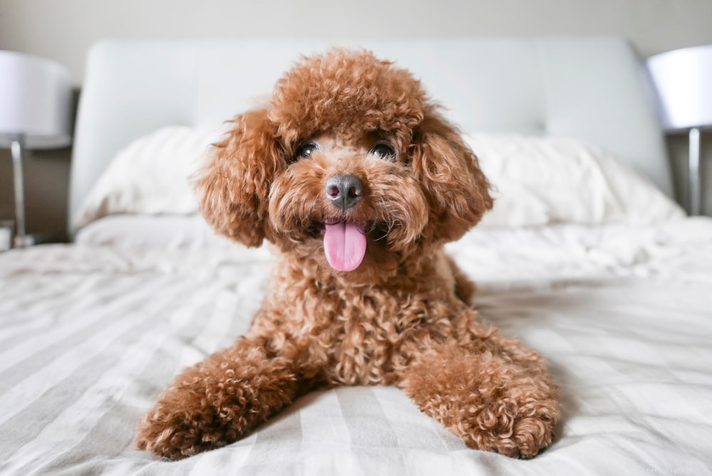Poodle: Athletic, Elegant, and Ideal for Active Families