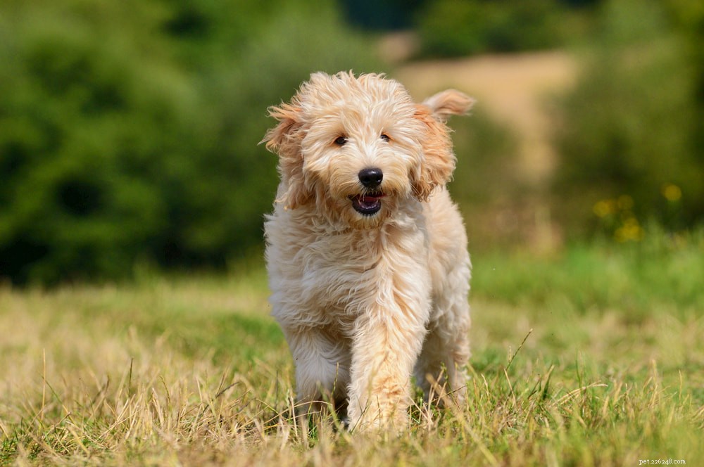 Poodle: Athletic, Elegant, and Ideal for Active Families