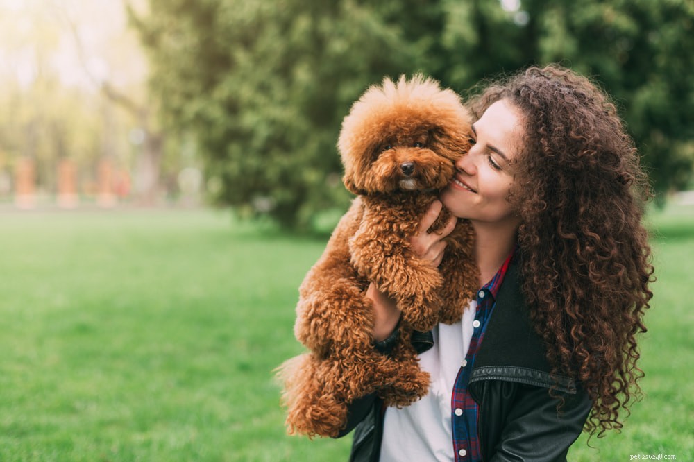 Poodle: Athletic, Elegant, and Ideal for Active Families