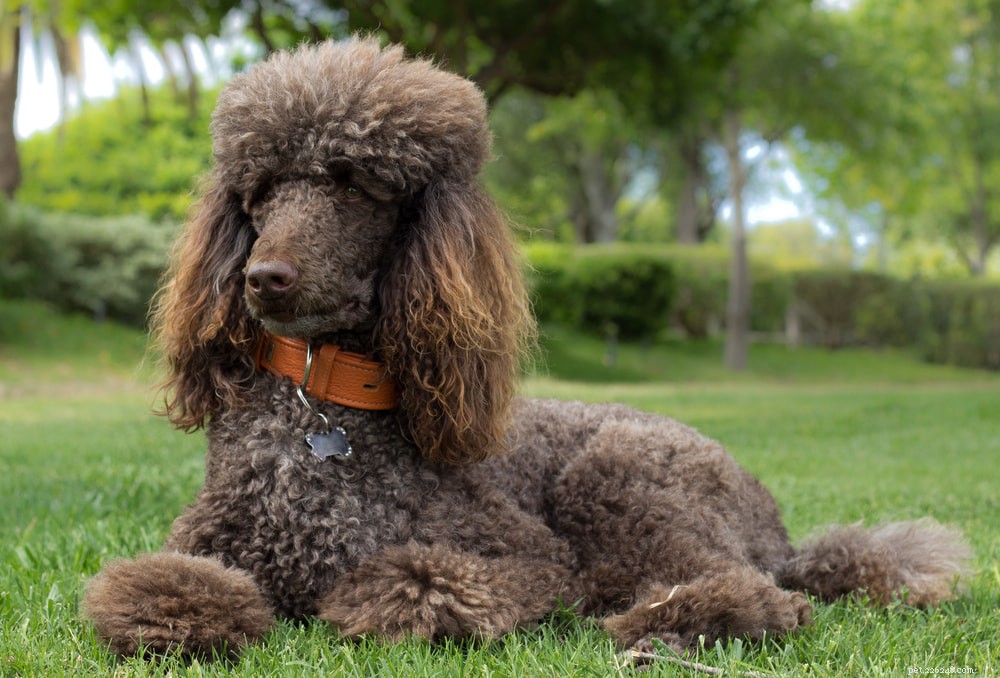 Poodle: Athletic, Elegant, and Ideal for Active Families