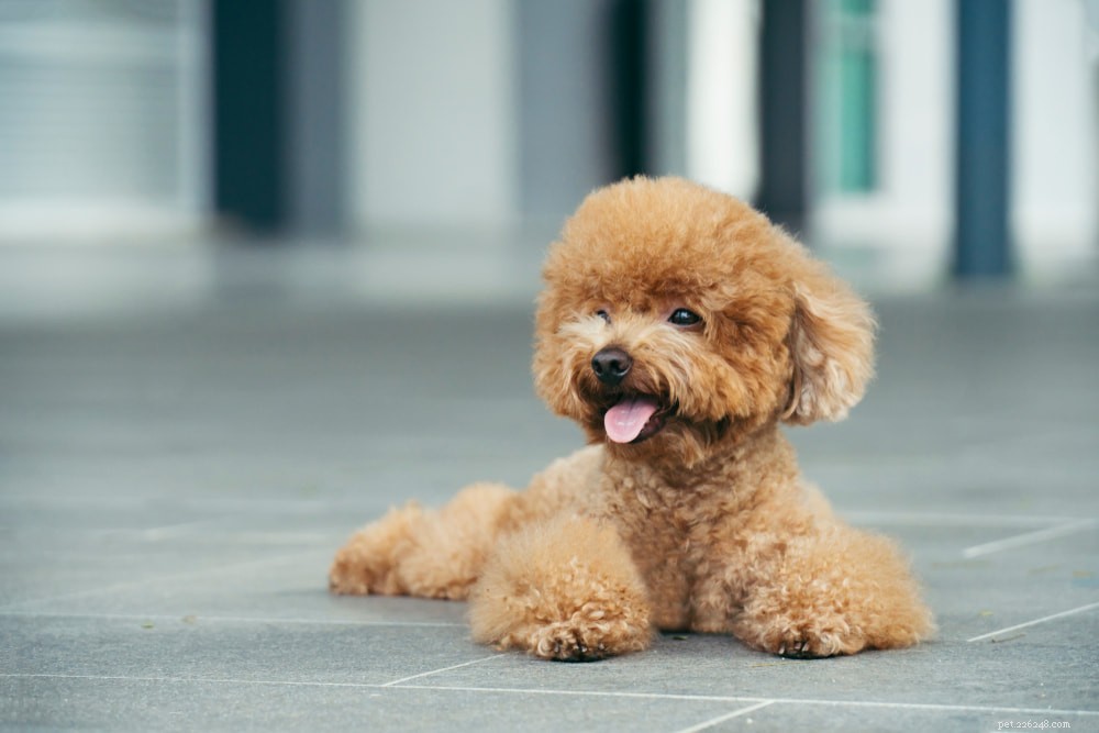 Poodle: Athletic, Elegant, and Ideal for Active Families