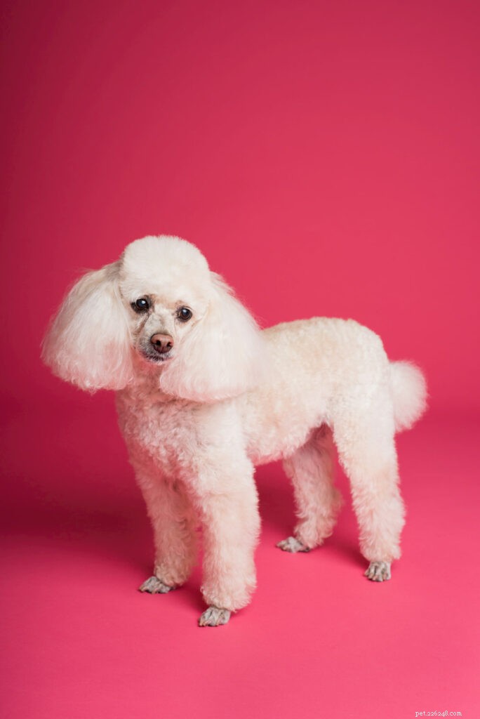 Poodle: Athletic, Elegant, and Ideal for Active Families