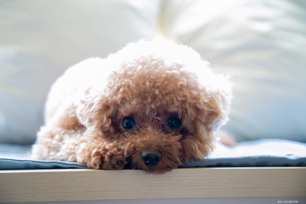 Poodle: Athletic, Elegant, and Ideal for Active Families
