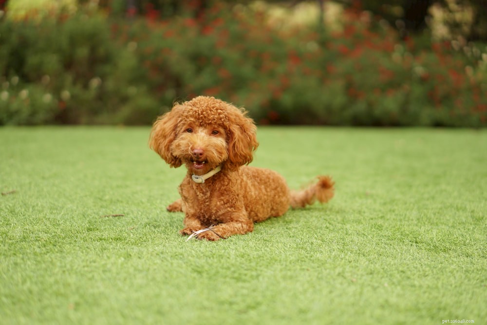 Poodle: Athletic, Elegant, and Ideal for Active Families