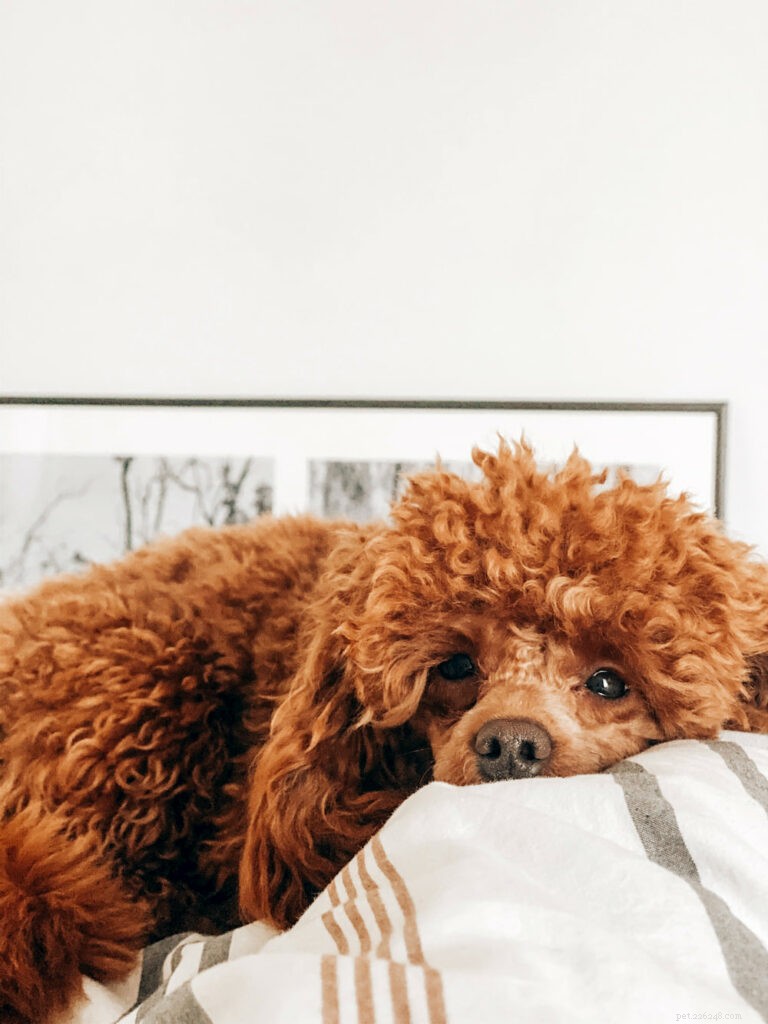 Poodle: Athletic, Elegant, and Ideal for Active Families