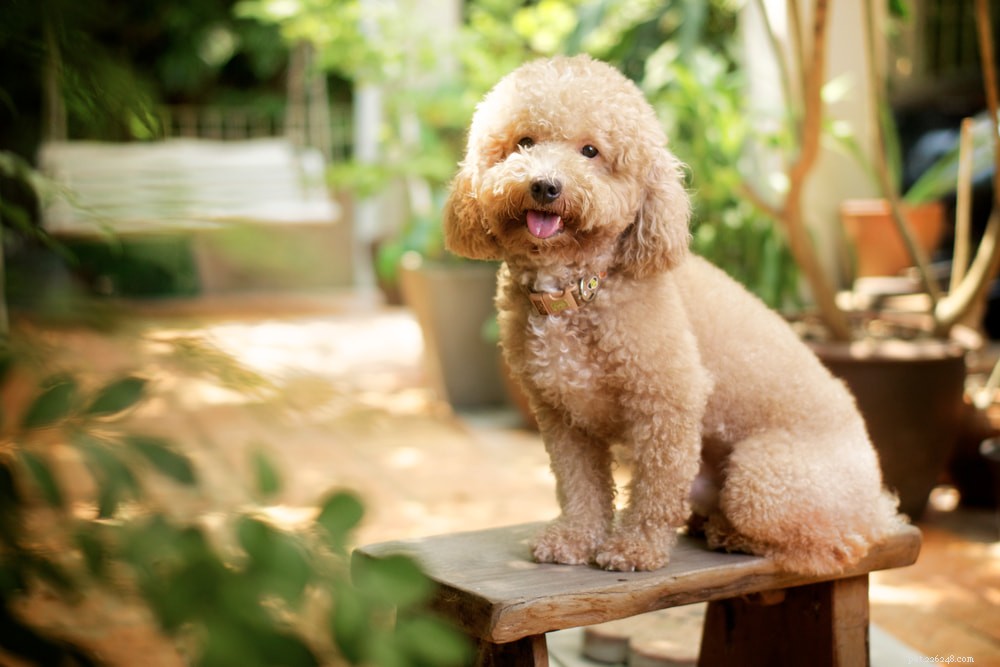 Poodle: Athletic, Elegant, and Ideal for Active Families