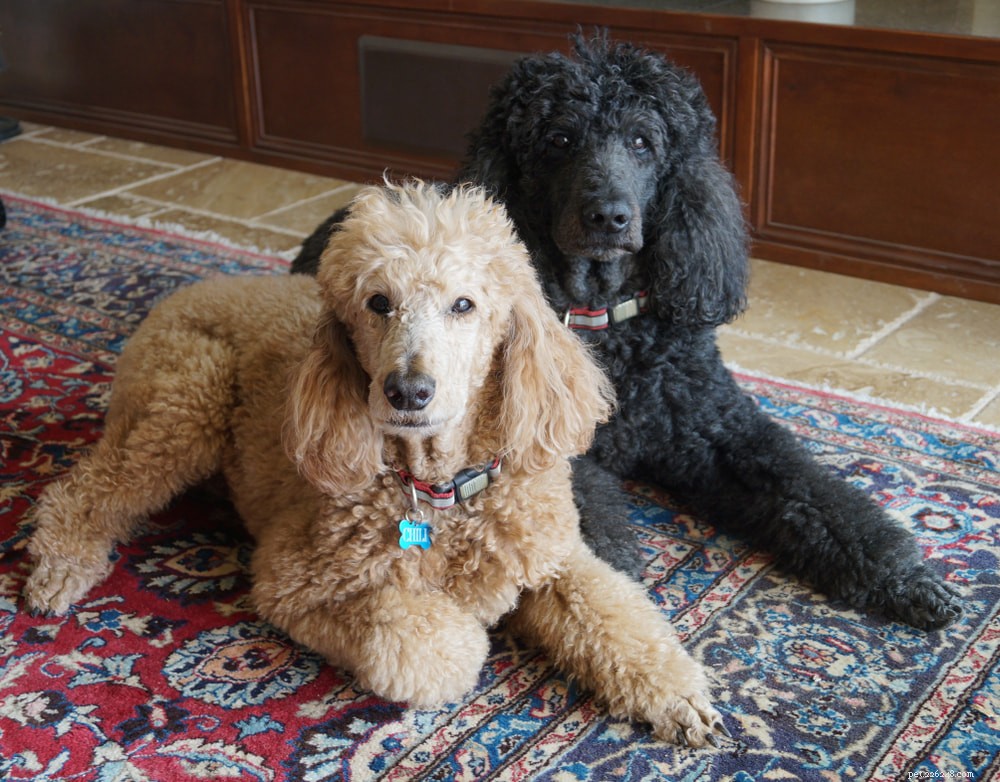 Poodle: Athletic, Elegant, and Ideal for Active Families