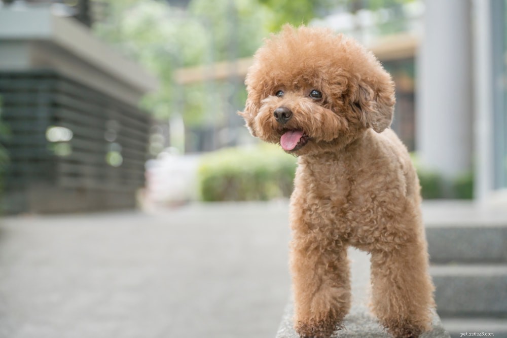 Poodle: Athletic, Elegant, and Ideal for Active Families