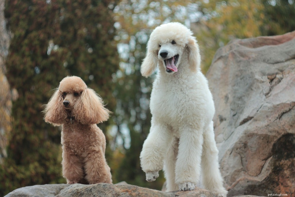 Poodle: Athletic, Elegant, and Ideal for Active Families