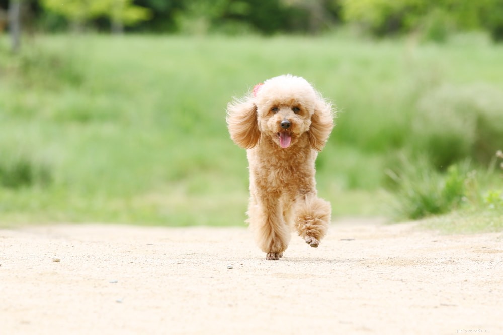 Poodle: Athletic, Elegant, and Ideal for Active Families