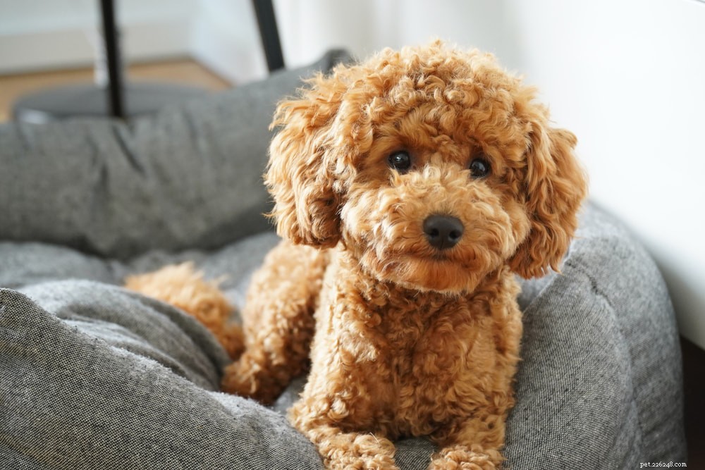 Poodle: Athletic, Elegant, and Ideal for Active Families