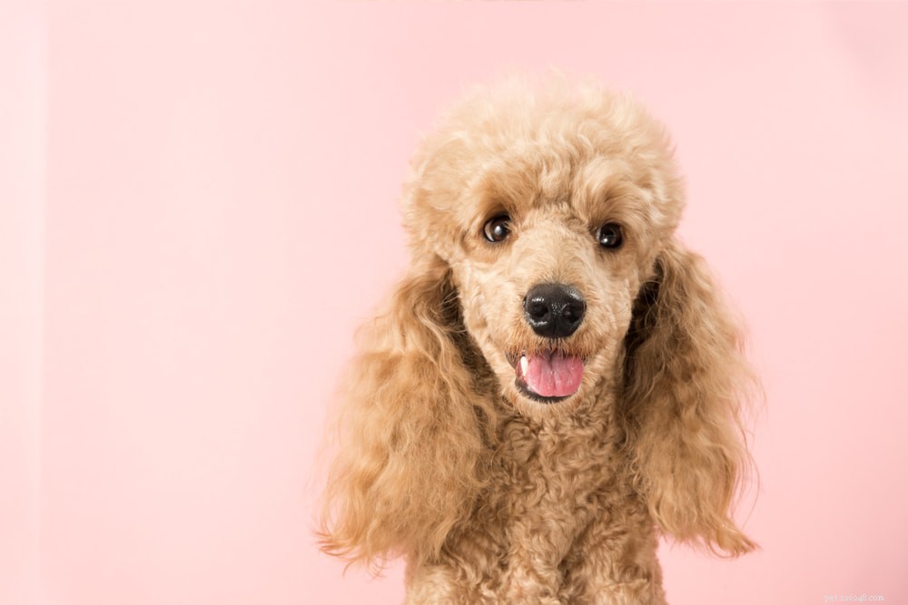 Poodle: Athletic, Elegant, and Ideal for Active Families