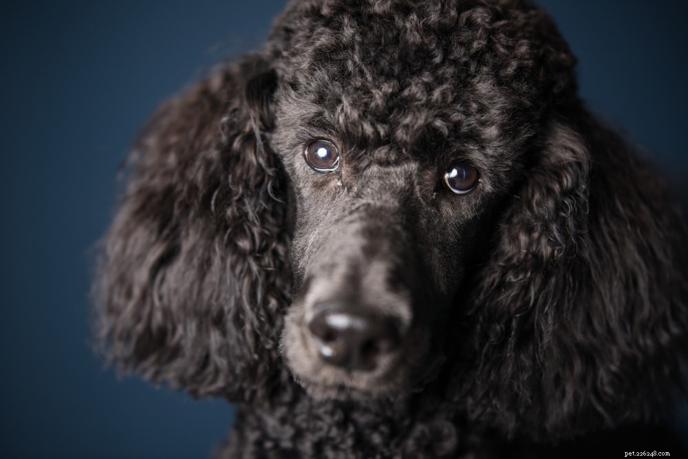 Poodle: Athletic, Elegant, and Ideal for Active Families