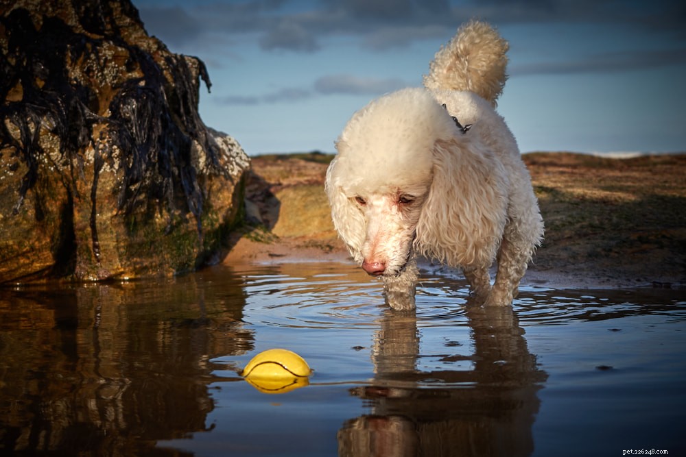 Poodle: Athletic, Elegant, and Ideal for Active Families