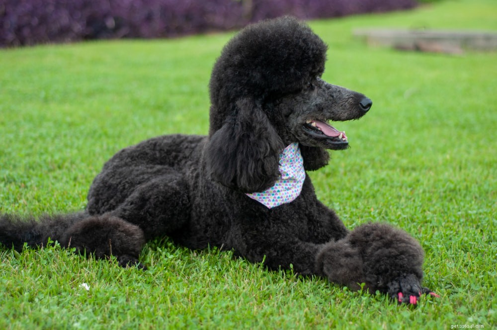 Poodle: Athletic, Elegant, and Ideal for Active Families