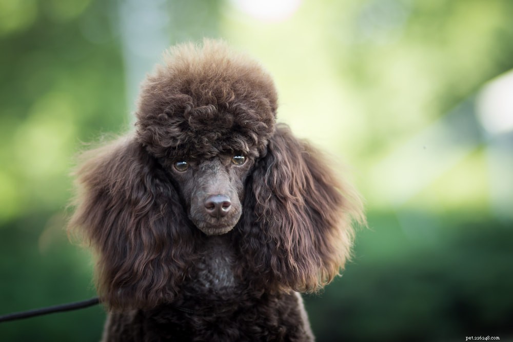 Poodle: Athletic, Elegant, and Ideal for Active Families