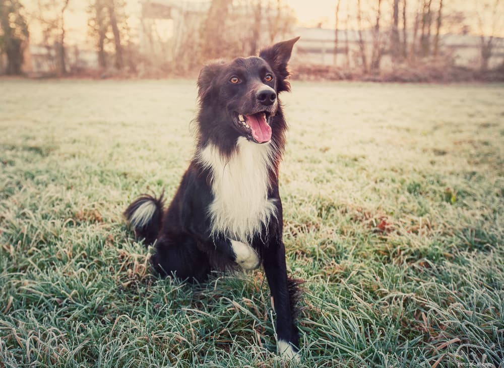 7 Dog Breeds That Excel in Training – The Ultimate Guide