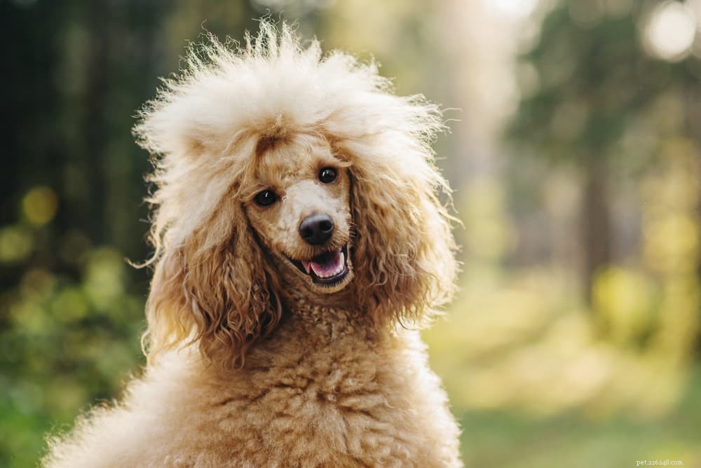 7 Dog Breeds That Excel in Training – The Ultimate Guide