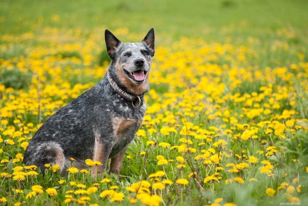 7 Dog Breeds That Excel in Training – The Ultimate Guide