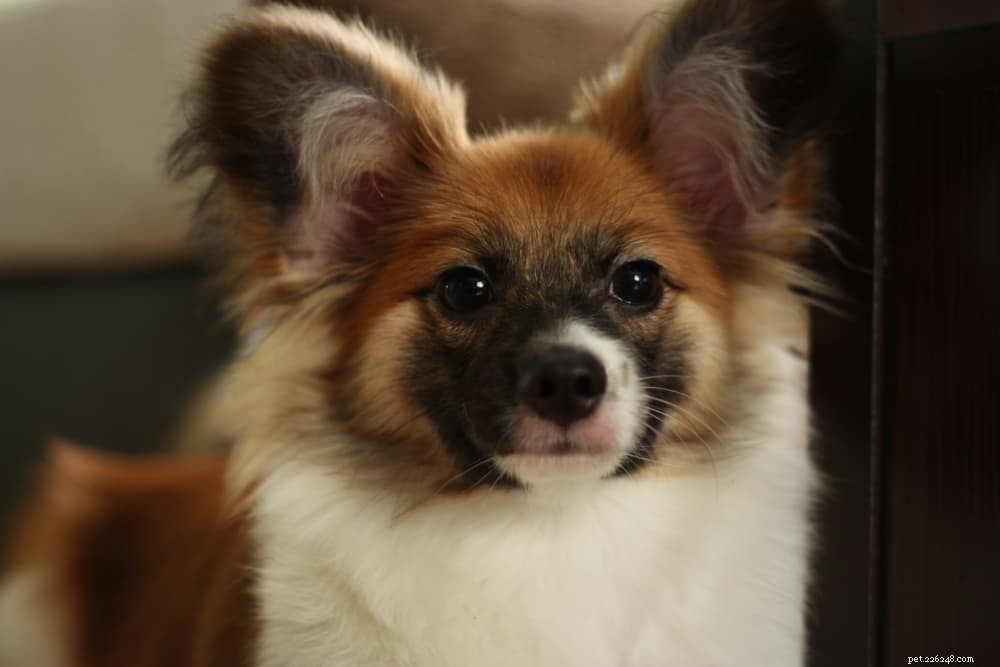 7 Dog Breeds That Excel in Training – The Ultimate Guide