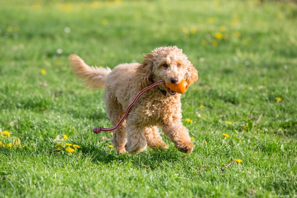 Top 10 Energetic Dog Breeds for Active Lifestyles