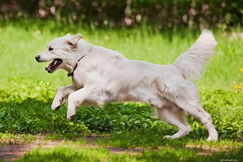 Top 10 Energetic Dog Breeds for Active Lifestyles