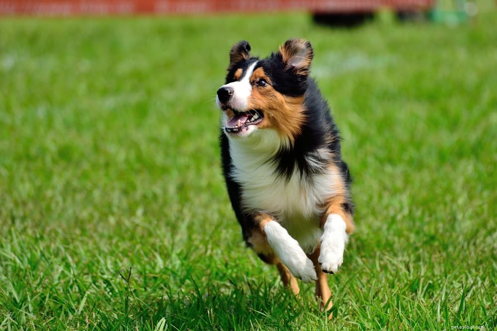 Top 10 Energetic Dog Breeds for Active Lifestyles
