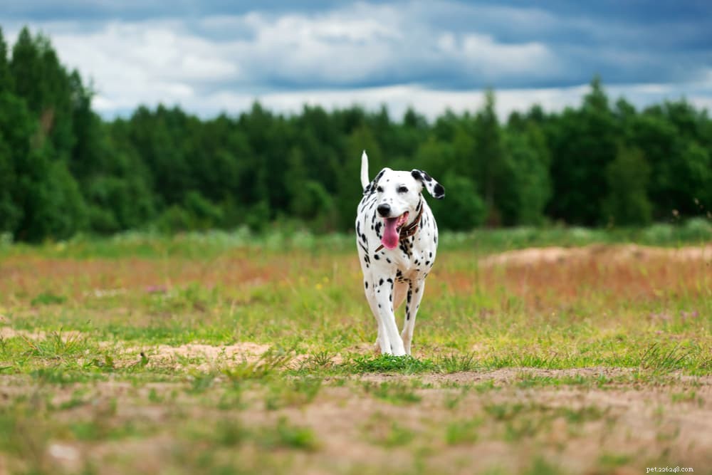 Top 10 Energetic Dog Breeds for Active Lifestyles