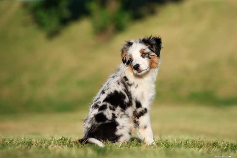 Top 10 Energetic Dog Breeds for Active Lifestyles