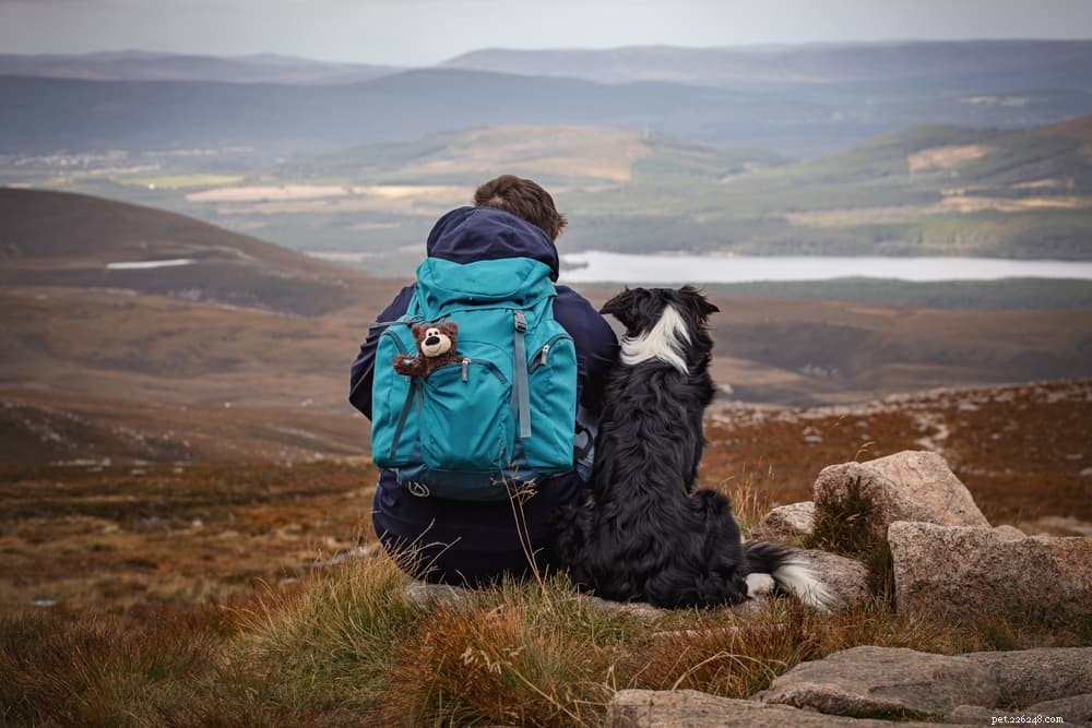 Top 10 Energetic Dog Breeds for Active Lifestyles