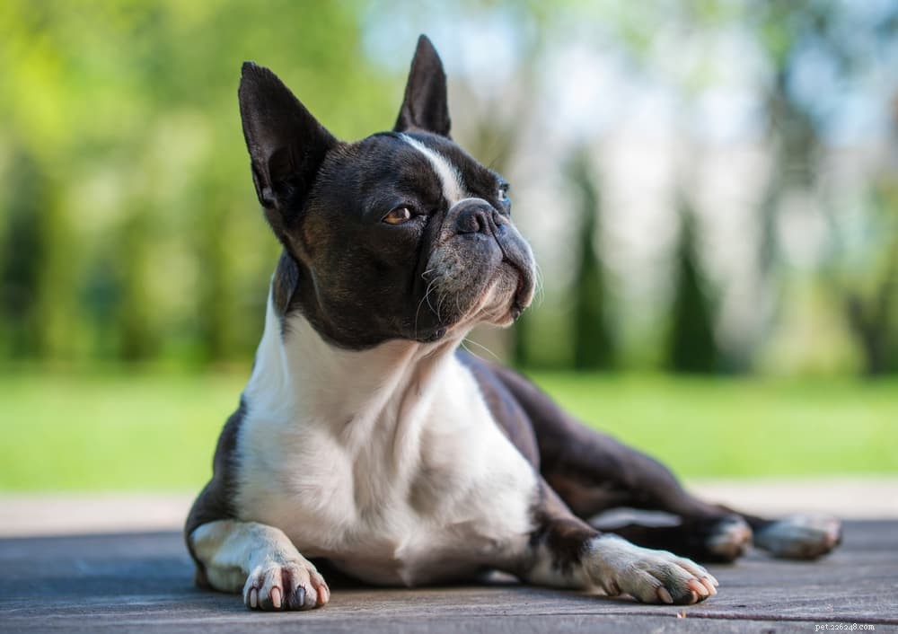 9 Classic American Dog Breeds Every Family Should Know