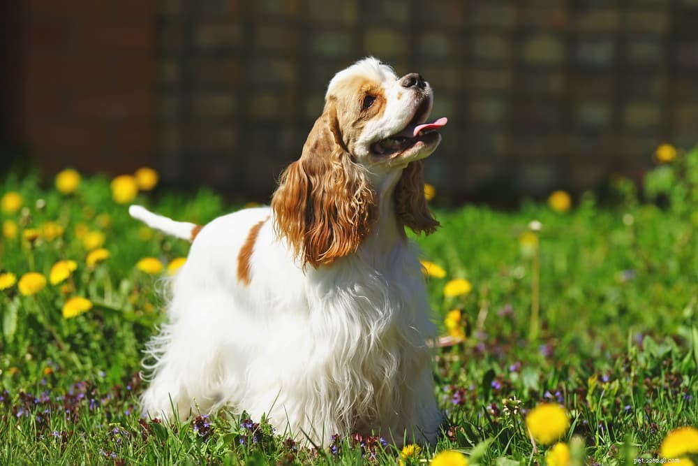 9 Classic American Dog Breeds Every Family Should Know