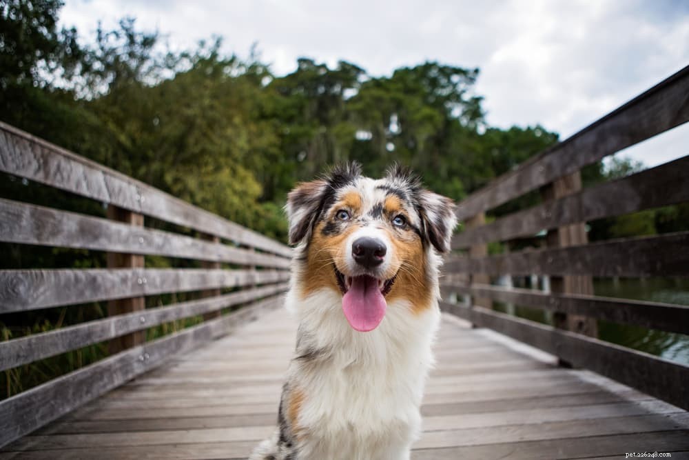 9 Classic American Dog Breeds Every Family Should Know