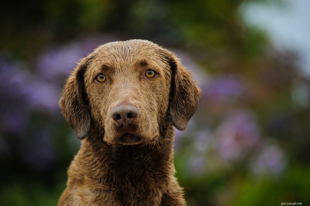 9 Classic American Dog Breeds Every Family Should Know
