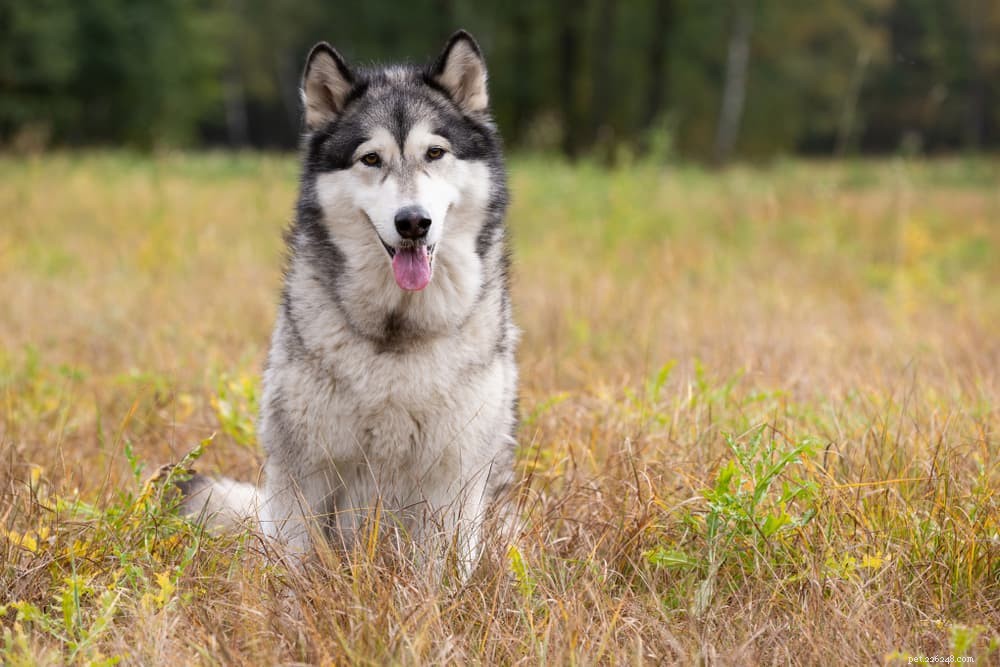 9 Classic American Dog Breeds Every Family Should Know