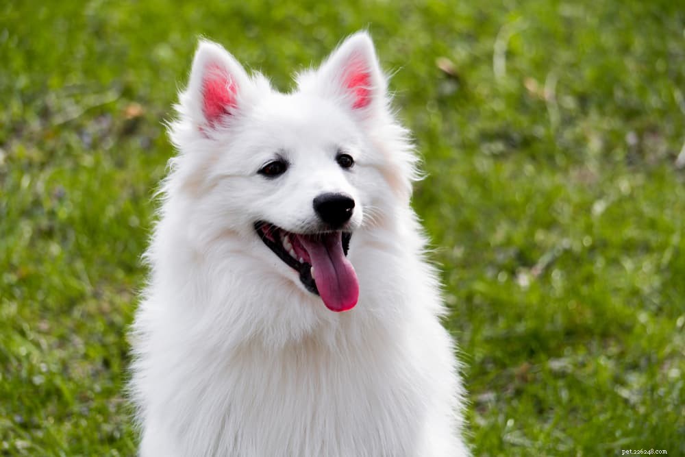 9 Classic American Dog Breeds Every Family Should Know