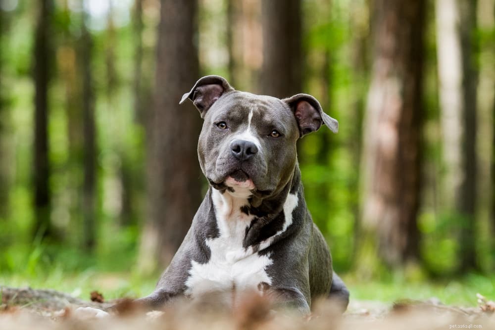 9 Classic American Dog Breeds Every Family Should Know
