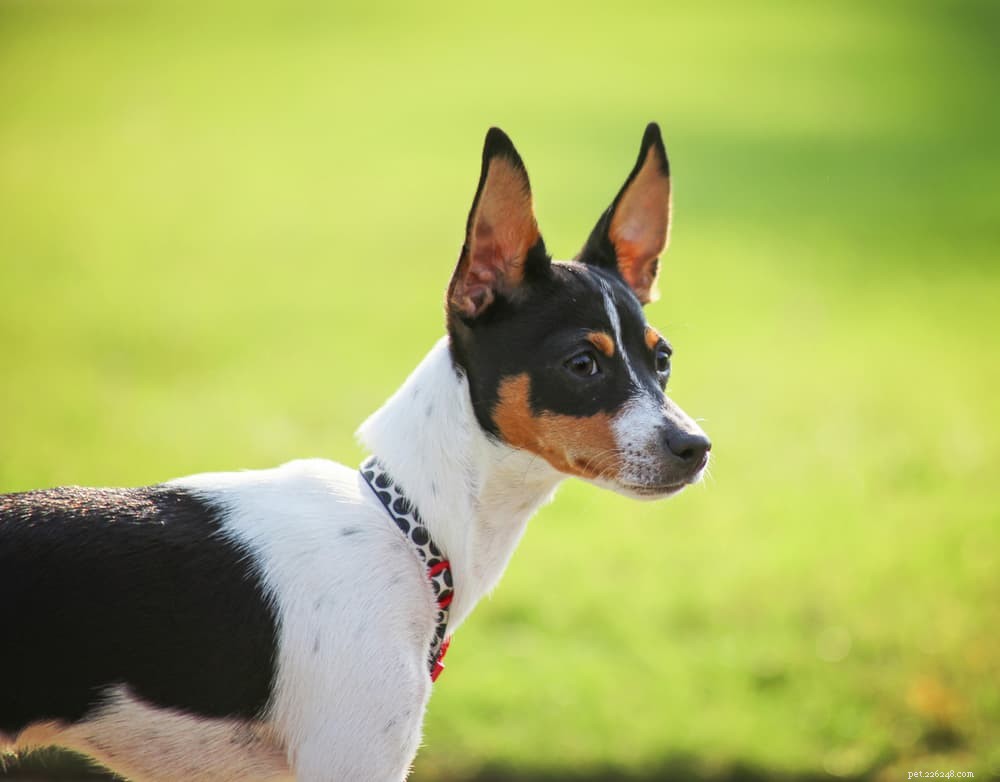 9 Classic American Dog Breeds Every Family Should Know