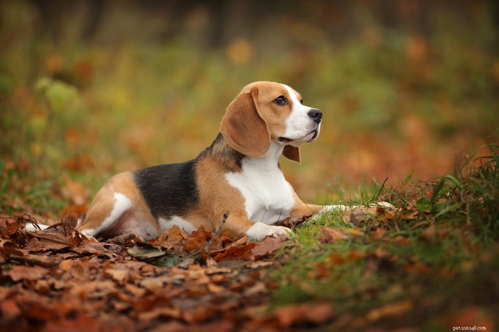 Beagle: Loyal, Scent-Driven Companion Dog