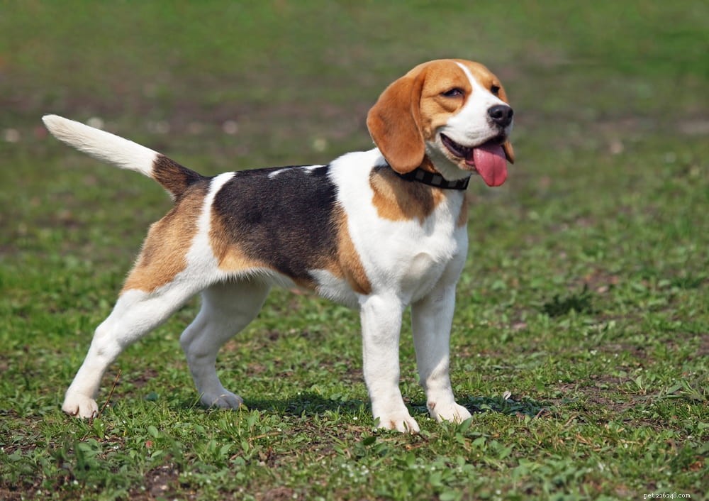 Beagle: Loyal, Scent-Driven Companion Dog