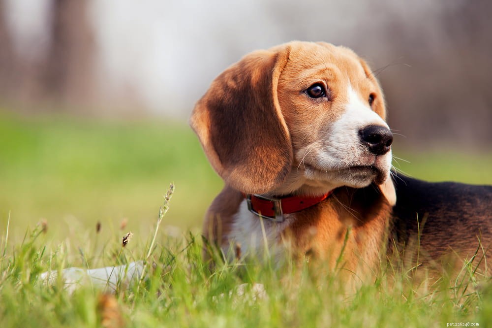 Beagle: Loyal, Scent-Driven Companion Dog